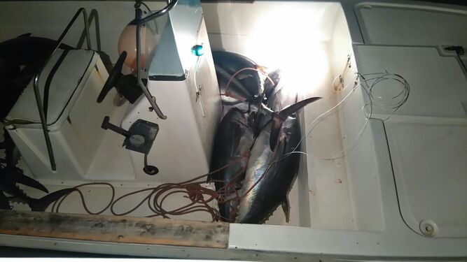Ejemplares de atunes pescados ilegalmente en un barco en Algeciras.