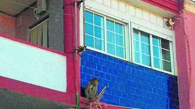 El mono, en una cornisa de los pisos de caracol de La Atunara.