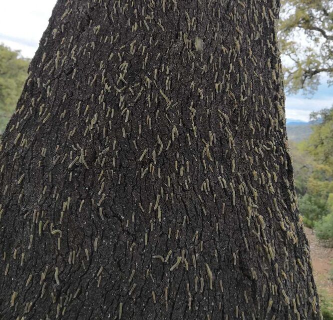 árbol afectado por las orugas